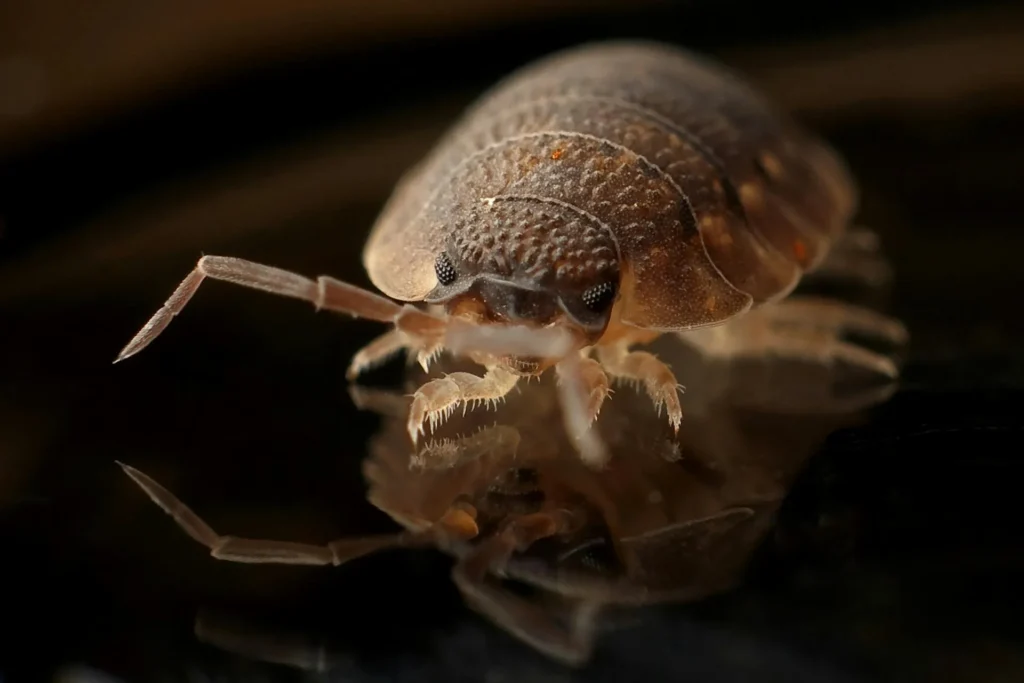 Bed-Bug-Treatment - Howell Pest Control Pros | Howell, NJ | 862-396-4909